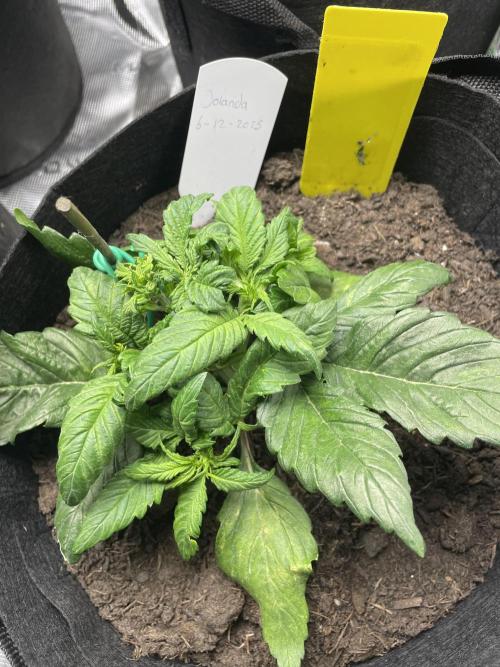 First time grow, Auto Pink Panties. Week 4