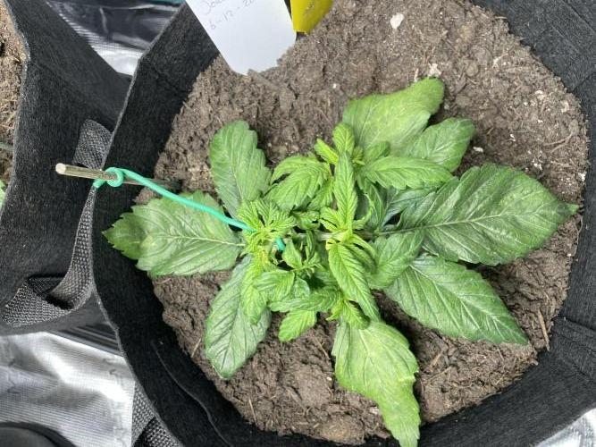 First time grow, Auto Pink Panties. Week 4