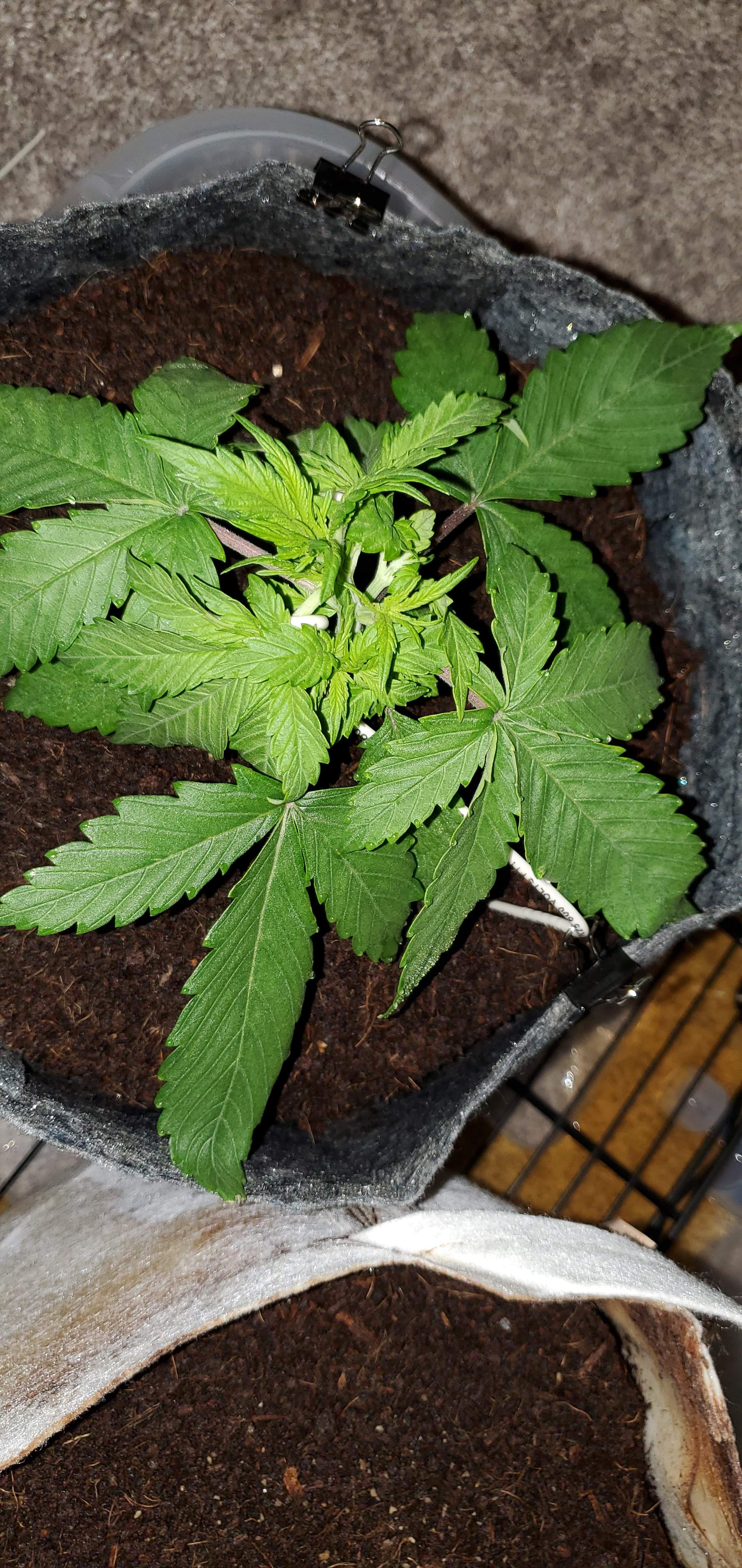 ILGM Gorilla Glue Autoflower, ILGM Girl Scout Cookies Extreme grow