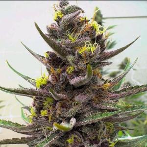 Comment by The_7_Club photo #1