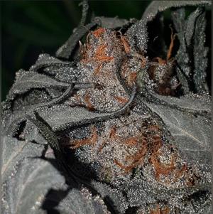 Comment by The_7_Club photo #1