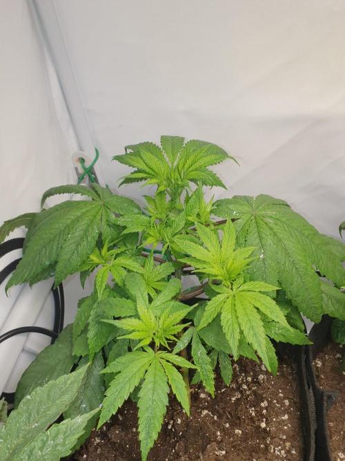 Pre-1970 Chitral Landrace IBL. Week 4 - Working like normal