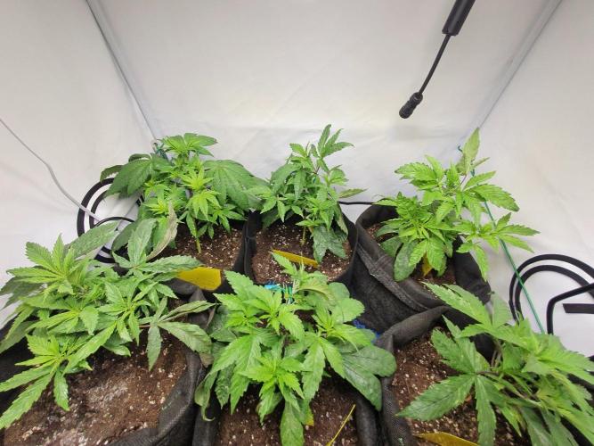 Pre-1970 Chitral Landrace IBL. Week 4 - IPM sprayed, leaves cut off, wires tightened.