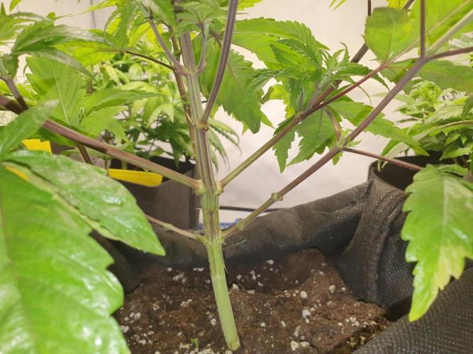 Pre-1970 Chitral Landrace IBL. Week 5 - Cleaned up
