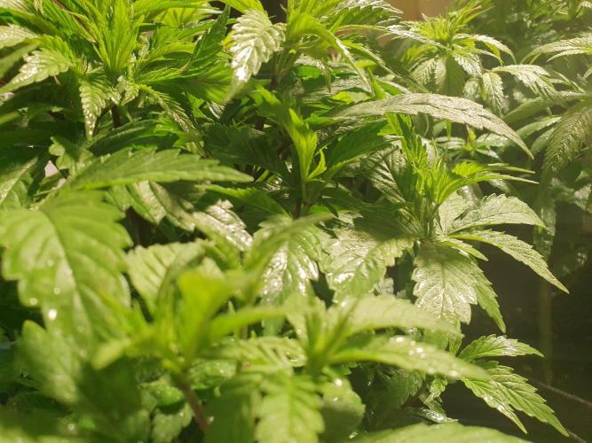 Pre-1970 Chitral Landrace IBL. Week 5 - IPM day