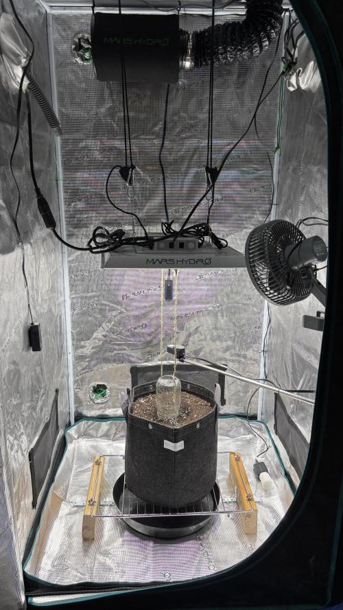 Grow#2. Week 0 - Mimosa seedling planted