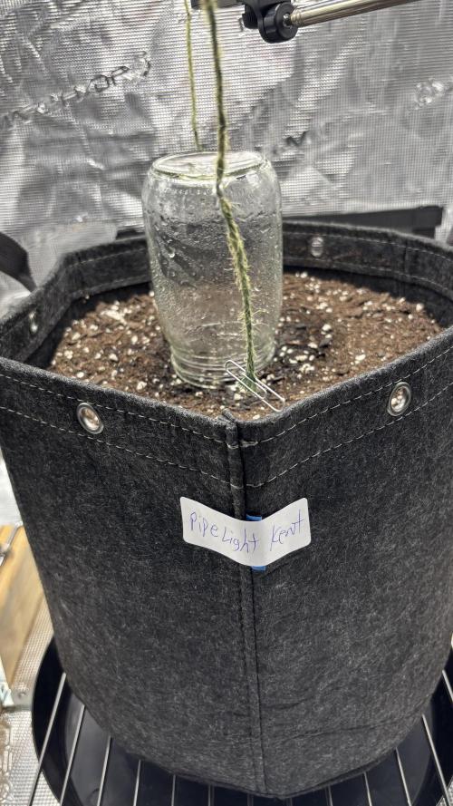 Grow#2. Week 0 - Mimosa close up