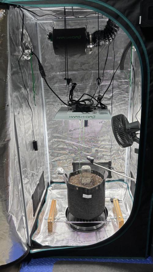 Grow#2. Week 0 - Pipe Light Kent seedling planted