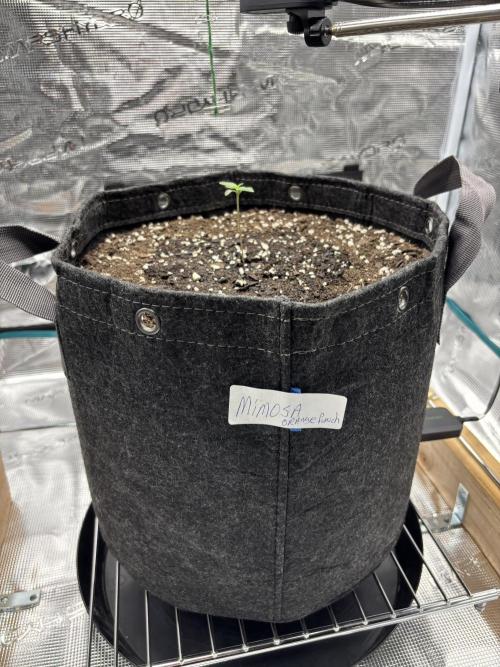 Grow#2. Week 0 - Mimosa week 1