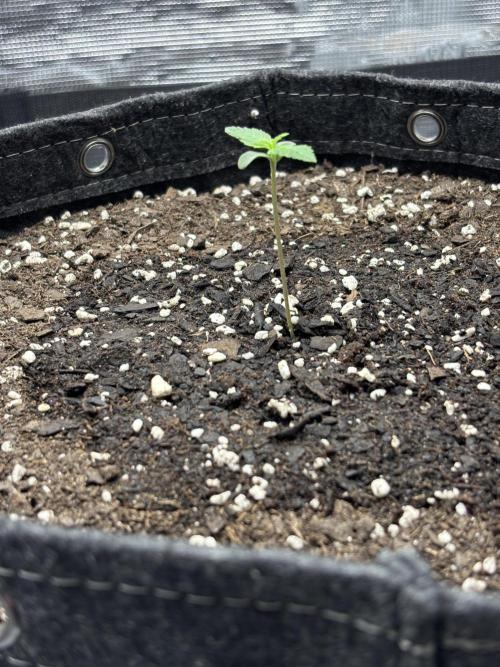 Grow#2. Week 0 - Mimosa week 1