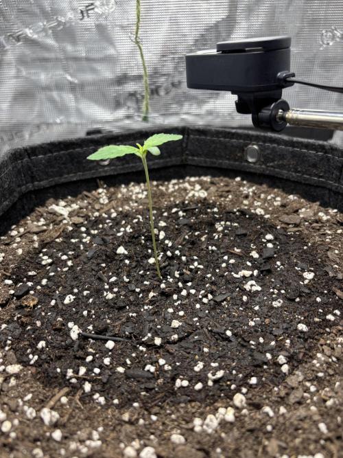 Grow#2. Week 0 - Pipe week 1