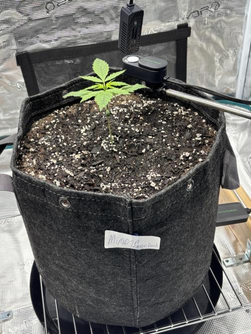 Grow#2. Week 0 - Mimosa week 2