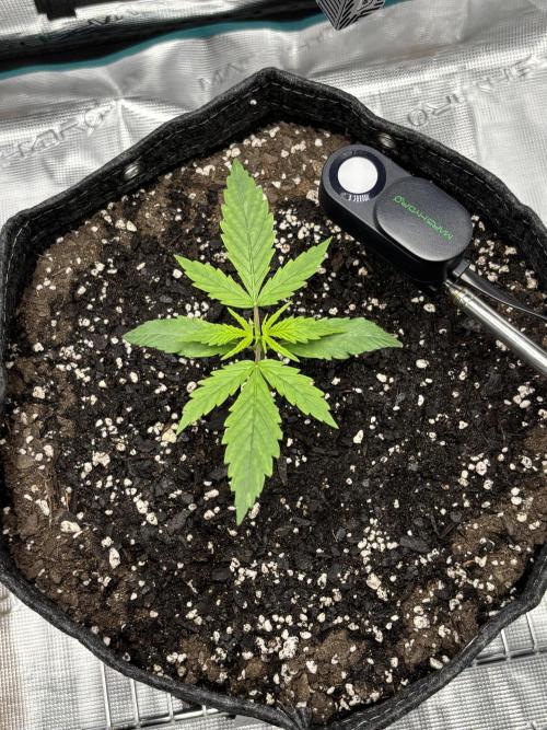 Grow#2. Week 0 - Mimosa week 2