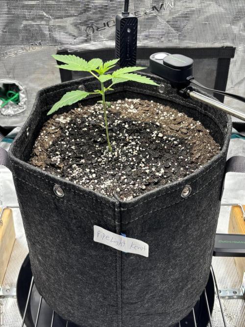 Grow#2. Week 0 - Pipe week 2
