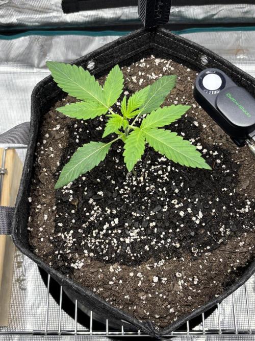 Grow#2. Week 0 - Pipe week 2