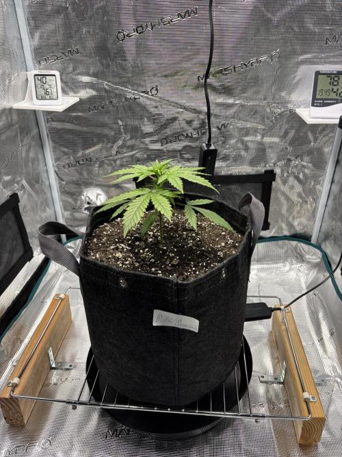 Grow#2. Week 1 - Mimosa week1 Veg