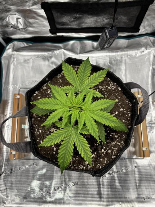 Grow#2. Week 1 - Mimosa week 1 Veg