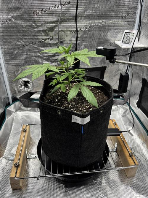 Grow#2. Week 1 - Pipe Light Kent week1 Veg