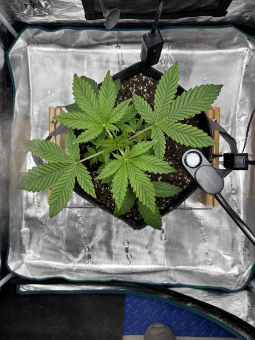 Grow#2. Week 1 - Pipe Light Kent week 1 Veg