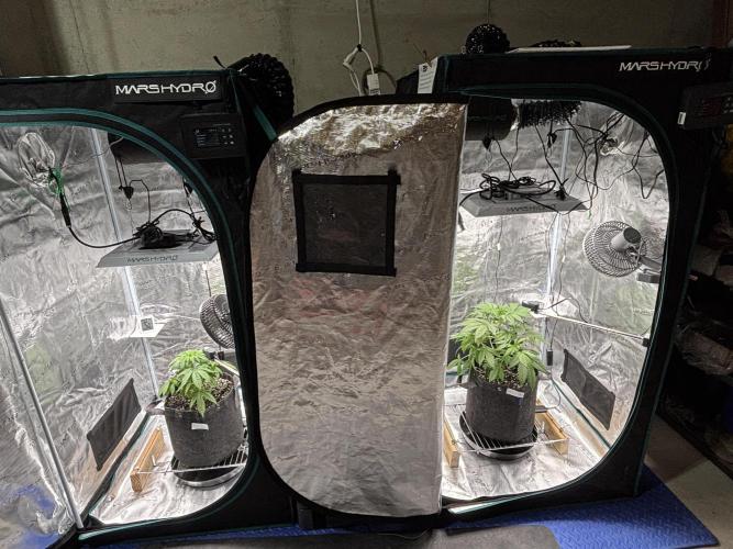 Grow#2. Week 2 - Grow tents.  Left tent is Mimosa Orange Punch & right tent is Pipe Light Kent.