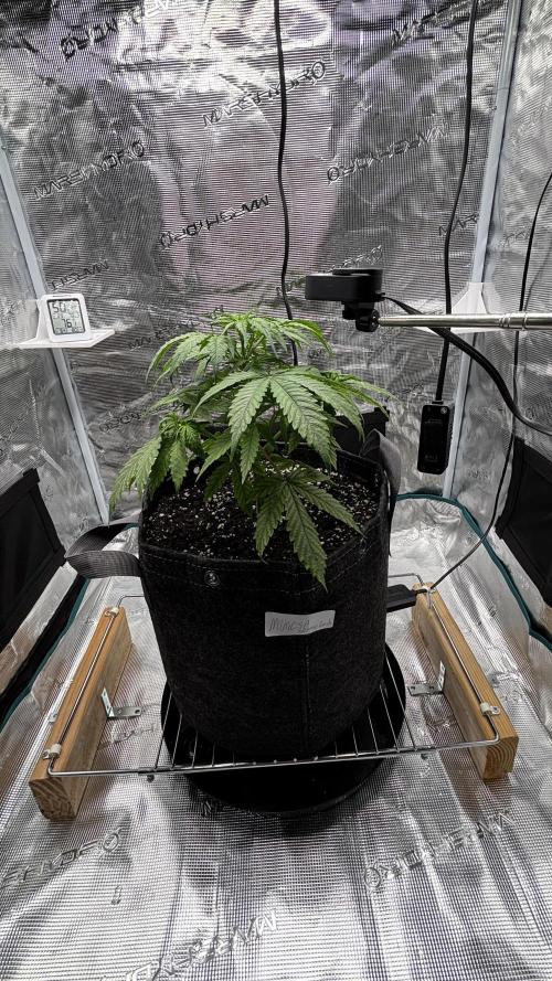 Grow#2. Week 2 - Mimosa 10 March (29 days since seedling 🌱 planted in pot).