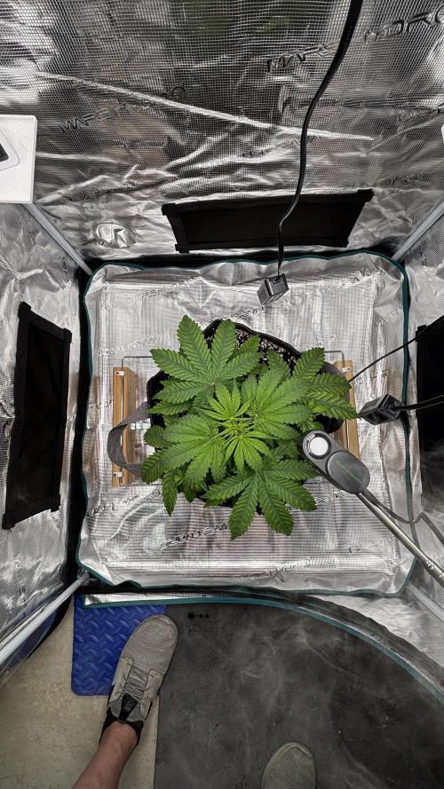 Grow#2. Week 2 - Mimosa top view.