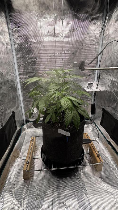 Grow#2. Week 2 - Pipe 10 March (29 days since seedling 🌱 planted in pot).
