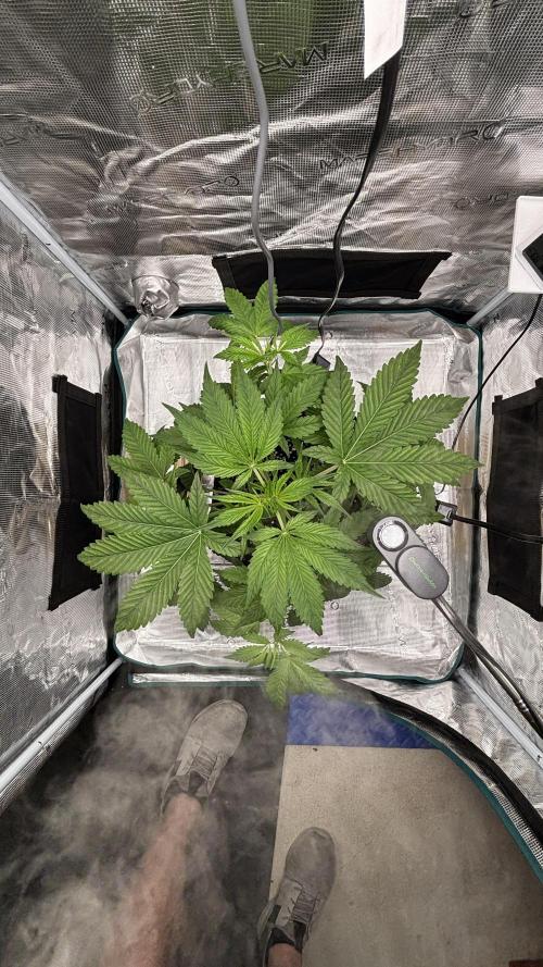 Grow#2. Week 2 - Pipe top view.