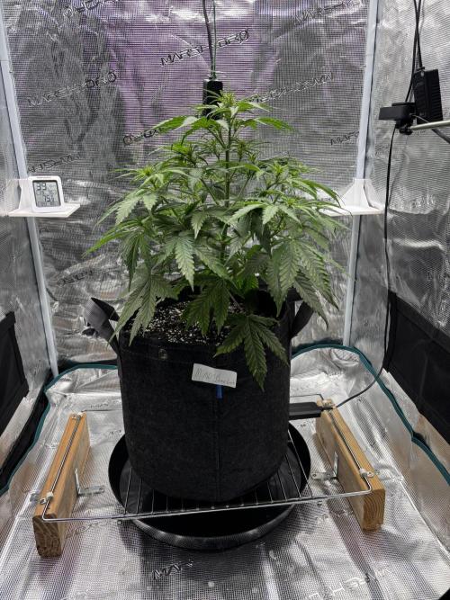 Grow#2. Week 3 - Mimosa Orange Punch before defoliation & LST