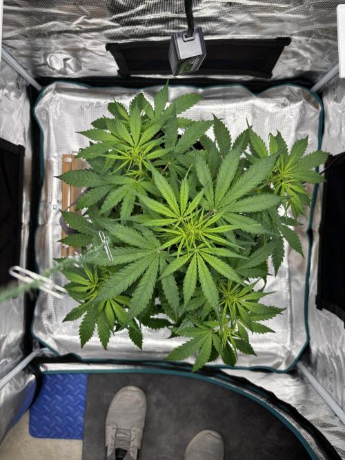 Grow#2. Week 3 - Mimosa Orange Punch before defoliation & LST