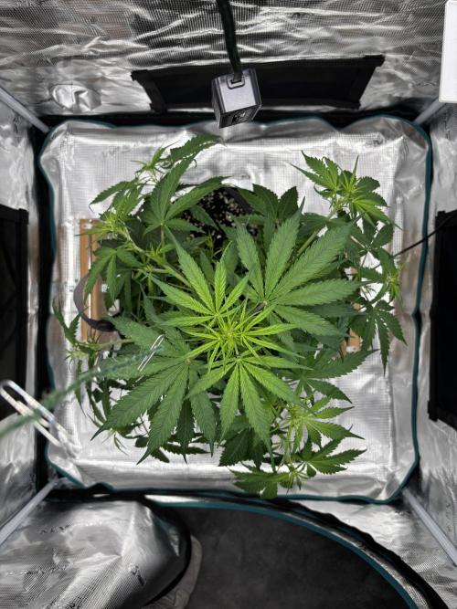 Grow#2. Week 3 - Mimosa Orange Punch after defoliation & LST