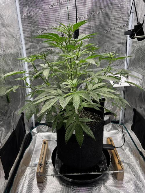 Grow#2. Week 3 - Pipe Light Kent before defoliation & LST