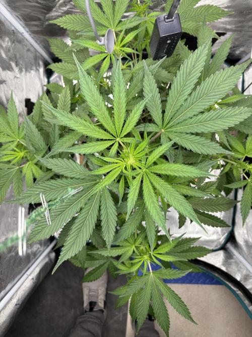Grow#2. Week 3 - Pipe Light Kent before defoliation & LST
