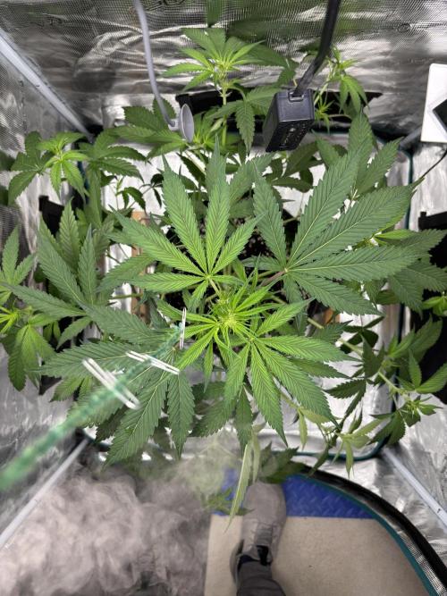 Grow#2. Week 3 - Pipe Light Kent after defoliation & LST