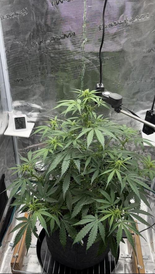 Grow#2. Week 4 - Mimosa before defoliation 