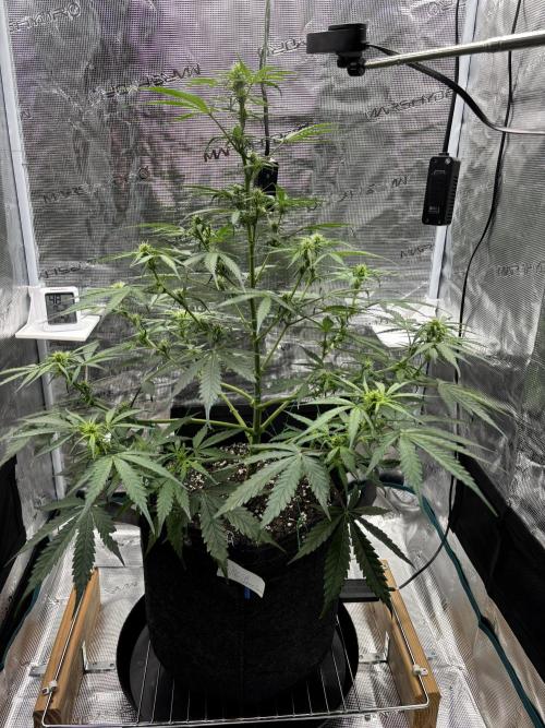 Grow#2. Week 4 - Mimosa after LST and defoliation 