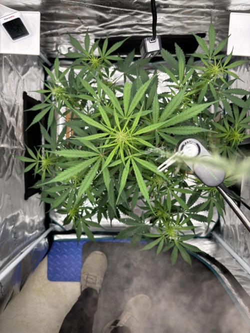 Grow#2. Week 4 - Mimosa after LST and defoliation 
