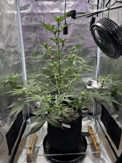 Grow#2. Week 4 - Pipe Light Kent after LST and defoliation 
