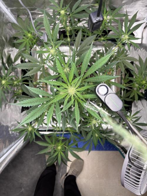 Grow#2. Week 4 - Pipe Light Kent after LST and defoliation 