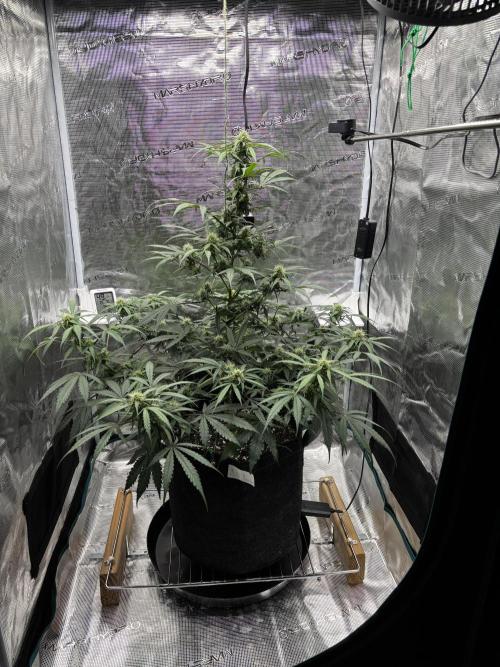 Grow#2. Week 5 - Mimosa buds starting to grow.  