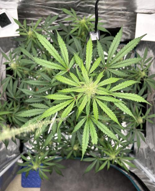 Grow#2. Week 5 - Mimosa top view
