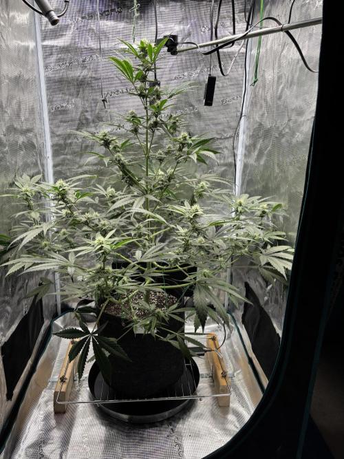 Grow#2. Week 5 - Pipe Light Kent doing great. Buds starting to grow.