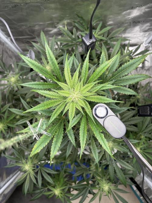 Grow#2. Week 5 - Pipe Light Kent top view