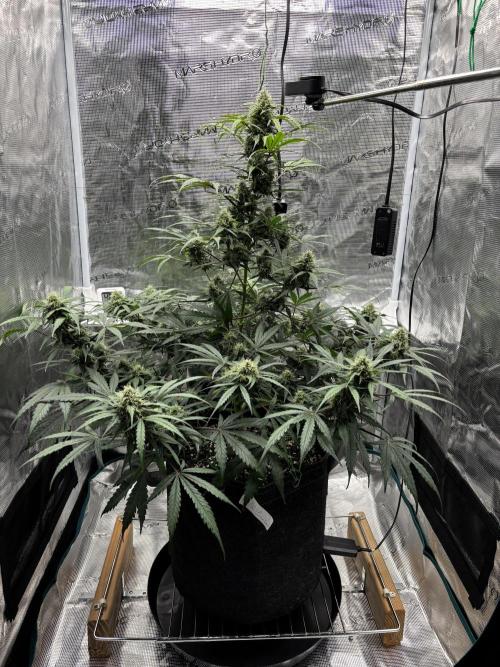 Grow#2. Week 6 - Mimosa Orange Punch.  Drinking more water.  Buds are growing!!!