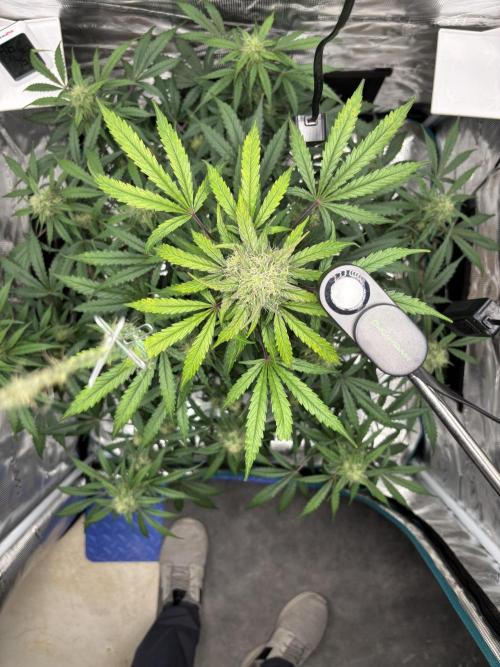 Grow#2. Week 6 - Mimosa Orange Punch.  Drinking more water.