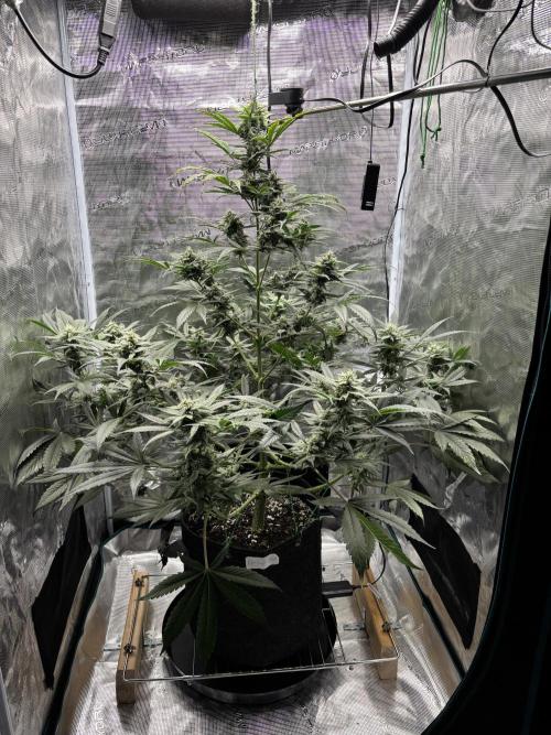Grow#2. Week 6 - Pipe Light Kent, drinking more water. Buds are growing!!!