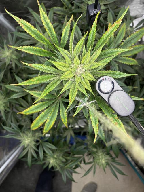 Grow#2. Week 6 - Pipe Light Kent, getting some light burn on top, adjusted lighting.  