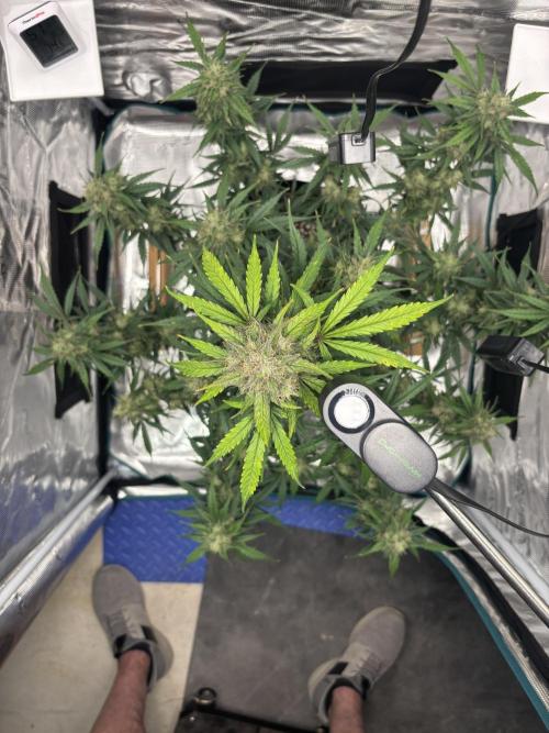 Grow#2. Week 7 - Mimosa top view. 