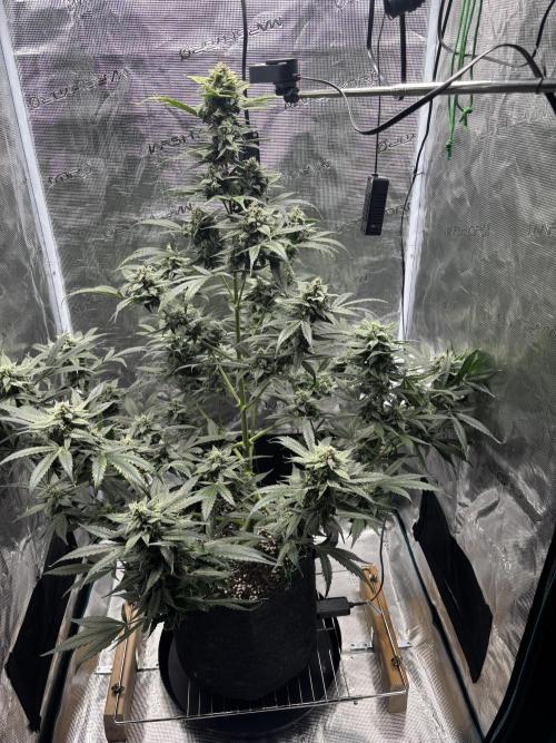 Grow#2. Week 7 - Pipe Light Kent after defoliation & nutrient increase.