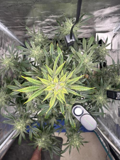 Grow#2. Week 7 - Pipe Light Kent top view.